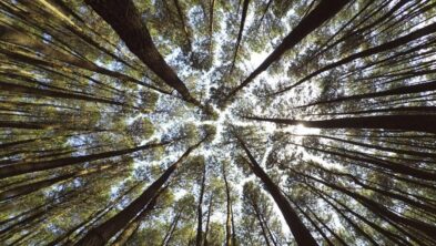 Hutan Pinus Mangunan