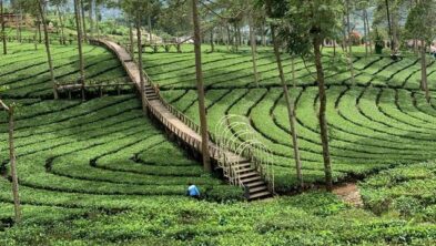 Kebun Teh Panama