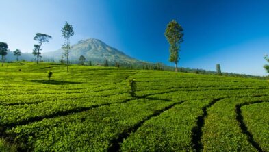 Kebun Teh Tambi