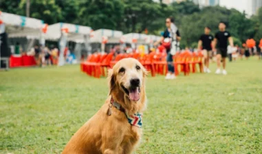 7 Kafe Pet Friendly Jakarta Paling Nyaman Buat Nongkrong Anabul
