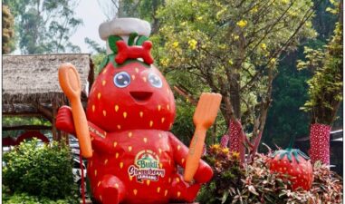 7 Wisata Petik Stroberi Bandung Pilihan untuk Liburan Seru