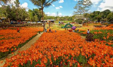 Menikmati Kebun Amarilis di Gunung Kidul